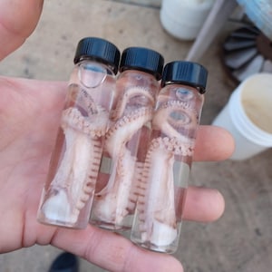 preserved octopus tentacle in glass vial 3.75&quot; x 1&quot; real octopus tentacle sea life