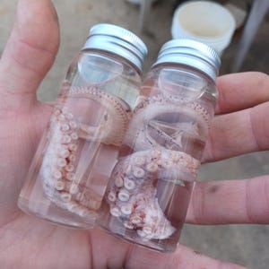 preserved octopus tentacle in glass vial 3.5&quot; x 1.5&quot; real octopus tentacle sea life