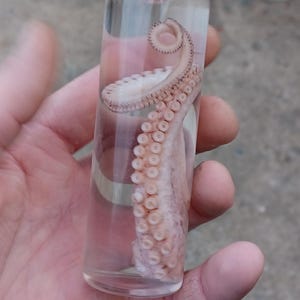 preserved octopus tentacle in glass vial 4.75&quot; x 1.5&quot; real octopus tentacle sea life
