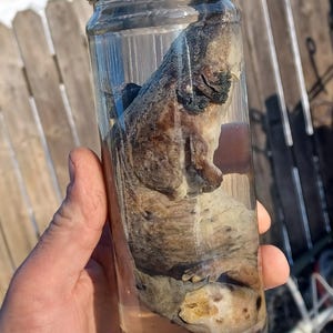 May include: A preserved small mammal in a clear glass jar with a green lid. The mammal is light brown and gray with a white belly. The jar is filled with a clear liquid.