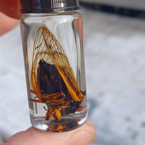 Preserved Periodical Cicada Brood XIII 1.5