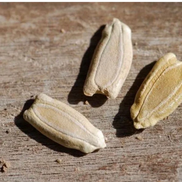 Birdhouse gourd seeds