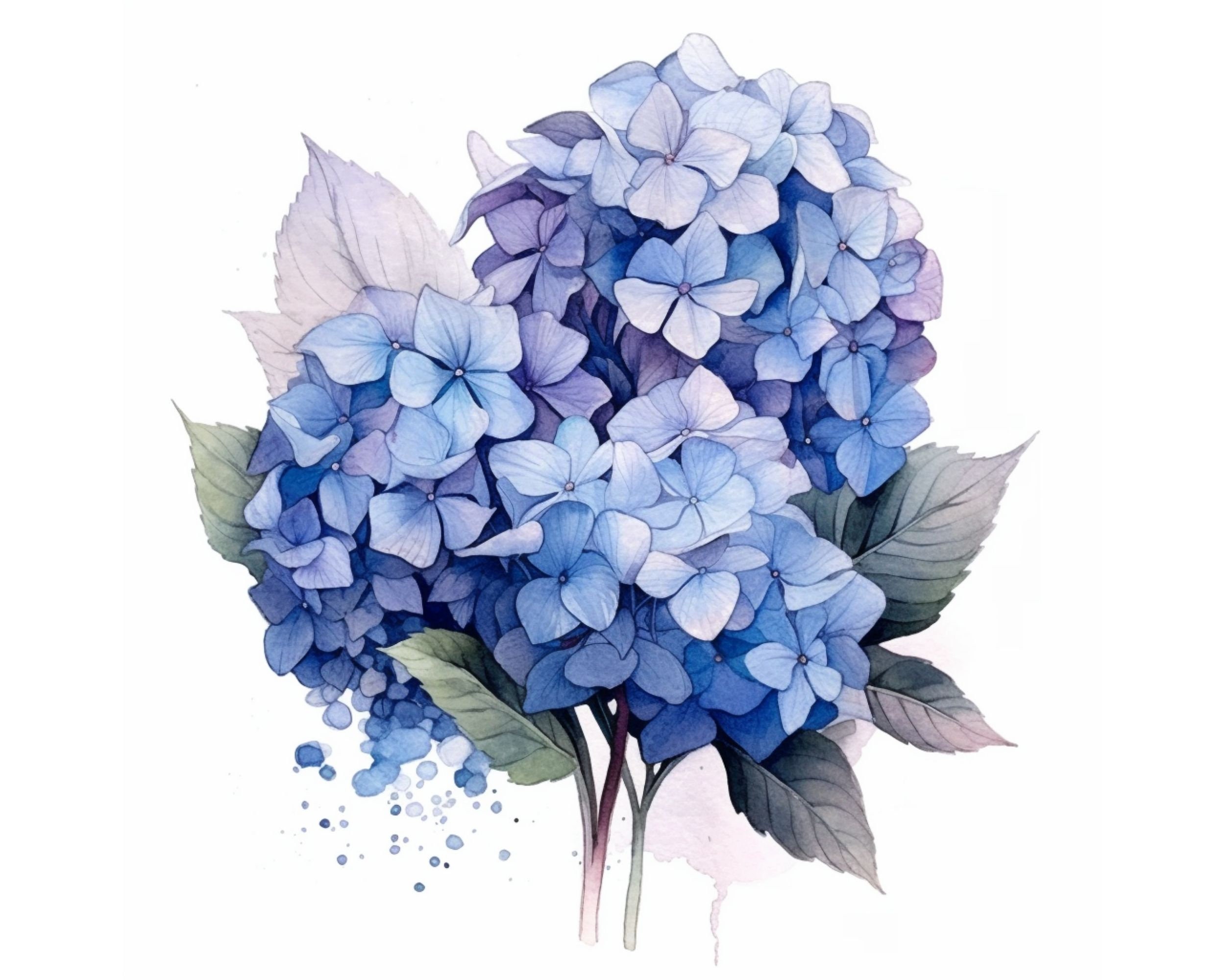 Blue Hydrangea Clipart 4 High Quality Jpgs Watercolor - Etsy