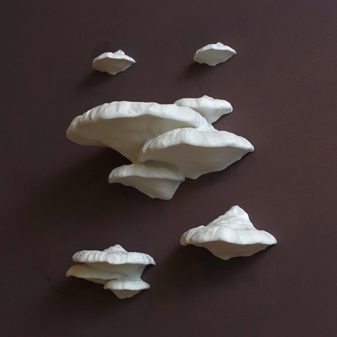 Decorative Mushroom Shelf Set | Pinicula Fungus | Floating Display ...