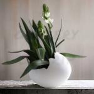 May include: White ceramic egg-shaped planter with a crack on one side, holding a green plant with white flowers.