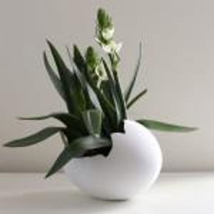 May include: White ceramic egg-shaped planter with a crack on one side, holding a green plant with white flowers.