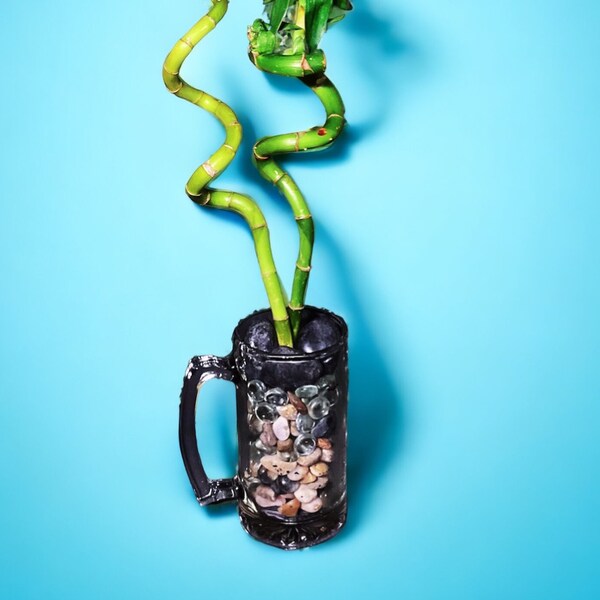 Lucky Bamboo Plant Etsy