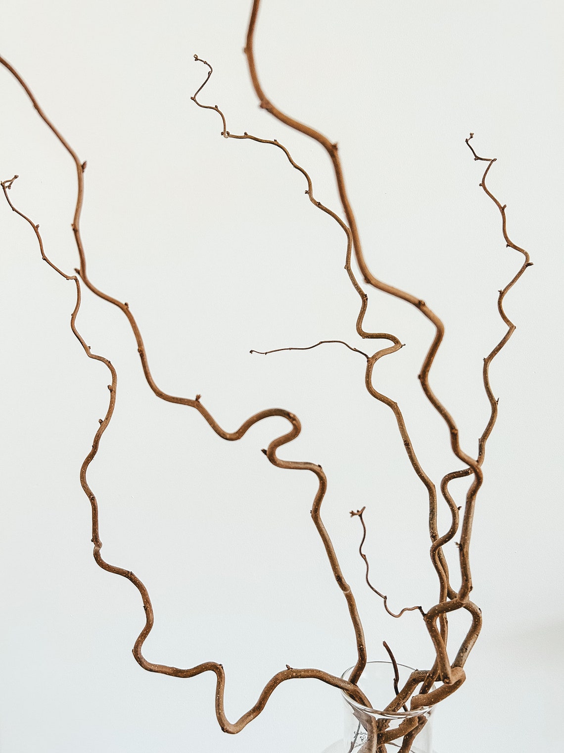 XL Twisted Hazel Branch Corylus Curly Twigs Wabi Sabi Etsy UK