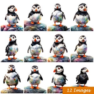 12 PNG aquarelle coloré macareux debout sur un rocher, clipart oiseau, lot de cliparts, scrapbooking, téléchargement immédiat, usage commercial, travaux manuels