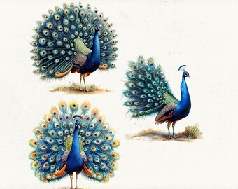 Open Tail Peacock Watercolor Collection, Majestic Peafowl Clipart