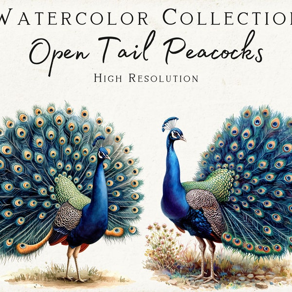 Colección de acuarela de pavo real de cola abierta, imágenes prediseñadas majestuosas de pavo real, ilustraciones de aves exóticas, arte de pavo real de alta resolución, PNG de pájaro vibrante
