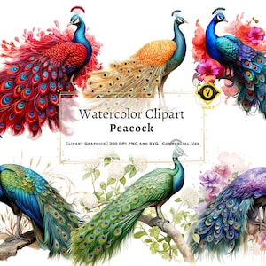 20 Aquarelle Paons Clipart, PNG transparents de haute qualité, Téléchargement instantané, Utilisation commerciale - Blue Bird, Bird png Bundle, Art imprimable