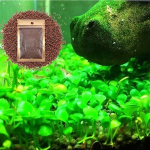 Big Leaf, Fresh Water Live Aquarium Plant Seeds, Easy Growing, Dwarf Carpet Decor for Fish Tank/Terrarium