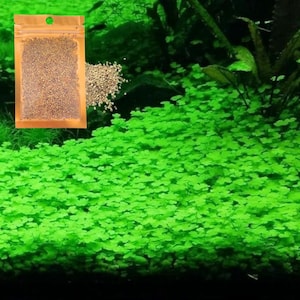 Lucky Grass, Fresh Water Live Aquarium Plant Seeds, Easy Growing, Dwarf Carpet Decor for Fish Tank/Terrarium