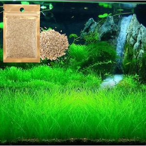 Short Hair Grass, Fresh Water Live Aquarium Plant Seeds, Easy Growing, Dwarf Carpet Decor for Fish Tank/Terrarium
