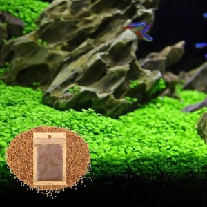 Love Grass, Fresh Water Live Aquarium Plant Seeds, Easy Growing, Dwarf Carpet Decor for Fish Tank/Terrarium