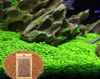Love Grass Seeds, Freshwater Aquarium Plant, Dwarf Carpet Decor