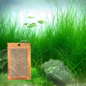 Long Hair Grass, Fresh Water Live Aquarium Plant Seeds, Easy Growing, Dwarf Carpet Decor for Fish Tank/Terrarium