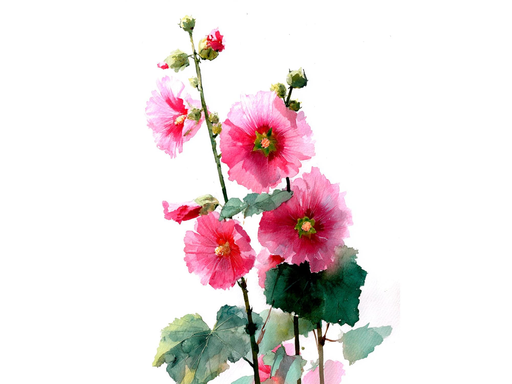 Watercolor Hollyhocks - Etsy