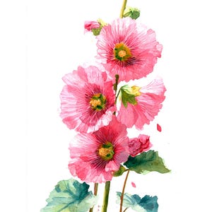 Può includere: Dipinto ad acquerello di fiori di rosa canina rosa in piena fioritura. I fiori hanno petali arruffati e centri gialli. Foglie e steli verdi sostengono i fiori. L'opera d'arte è ambientata su uno sfondo bianco.