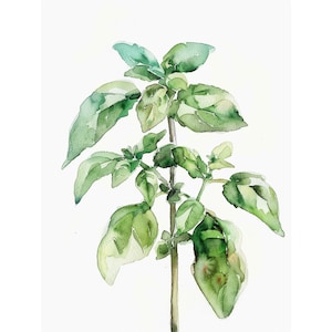 May include: Watercolor painting of a green basil plant with multiple leaves and stems.