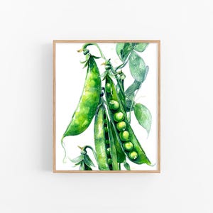 Könnte beinhalten: Aquarellmalerei von frischen grünen Erbsenschoten, einige geöffnet, um die Erbsen im Inneren zu zeigen. Die Schoten und Erbsen sind ein leuchtendes Grün, mit zarten Blättern und Stielen. Das Kunstwerk ist in einem hellen Holzrahmen gerahmt.