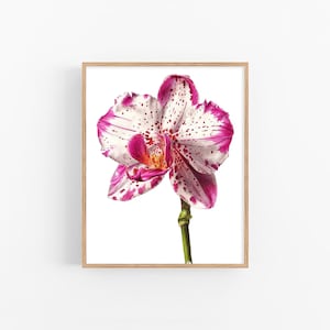 Orchid Flower Watercolor Print Pink White Botanical Art Orchid Wall Decor Floral Nature Orchid Painting Gift for Her by FeelingPrints