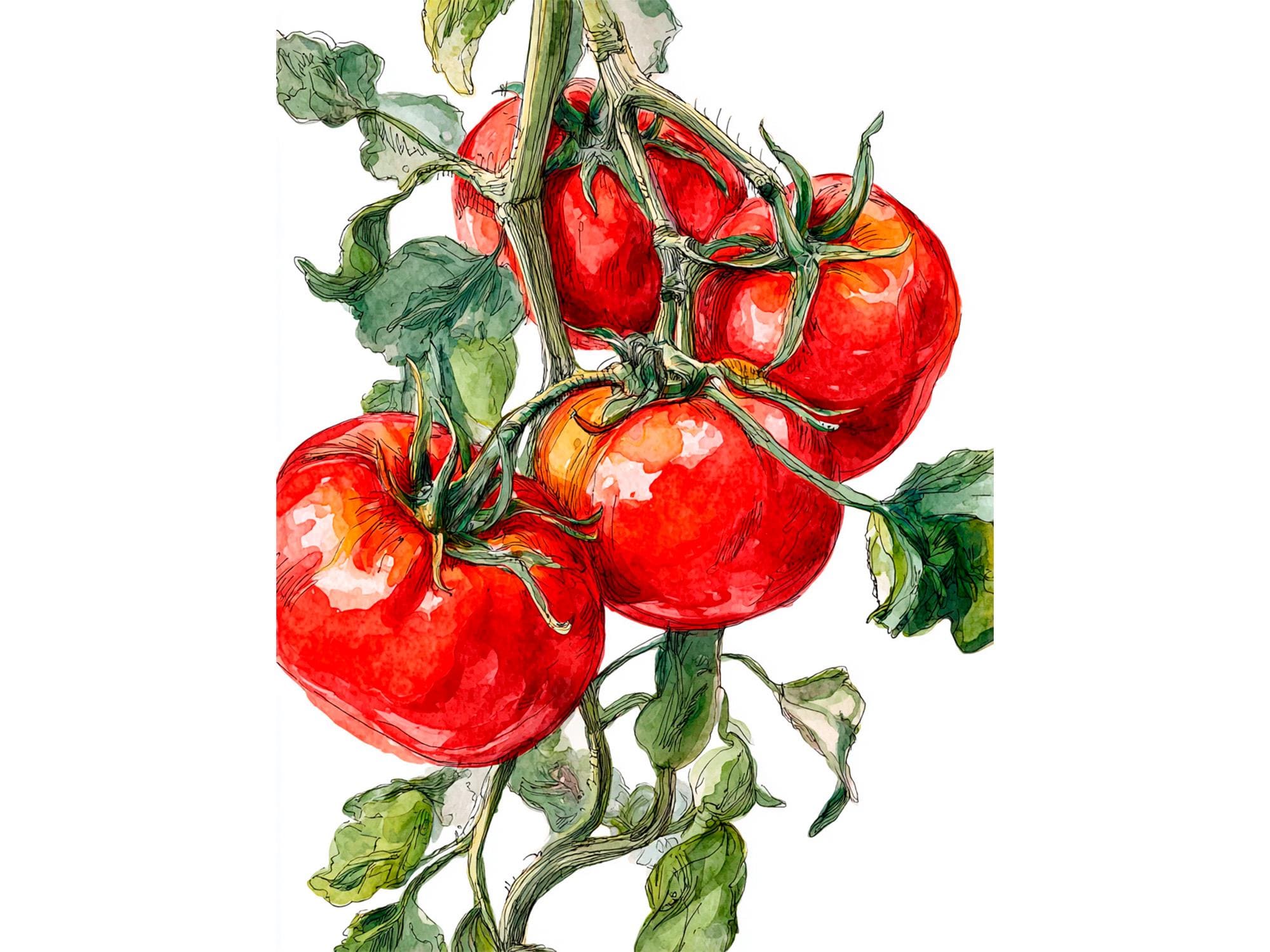 トマトの水彩画 ボタニカルキッチンウォールアート 赤い野菜のプリント