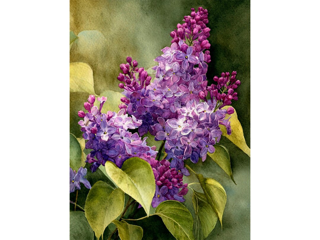 Lilac Watercolor Print on Paper Purple Lilac Flowers Botanical Wall Art ...
