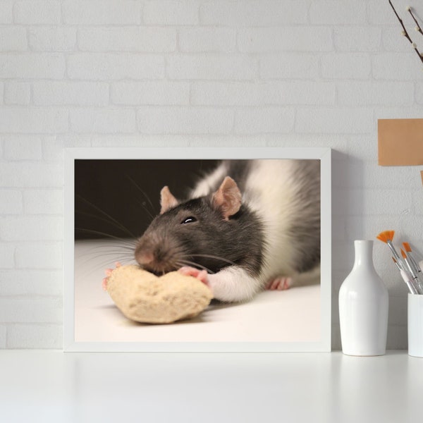 A4 Print | Lebendige Nager: Ratten in Bewegung und Aktion