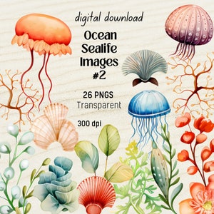 Imagens de clipart de oceano 2, fundo do mar, download instantâneo de plantas marinhas digital, aquarela PNG para papelaria de casamento, cartão de agradecimento, adesivos