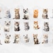 Cat Breeds PNG Bundle - 21 Ca…