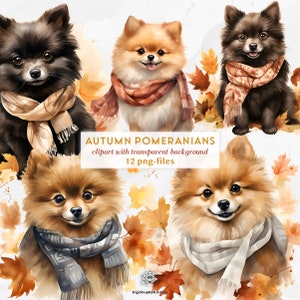 Pomerania autunnale acquerello che indossa sciarpe Clipart / Clipart carina Pomerania / Cartolina d'autunno che realizza illustrazioni carine / PNG Pomerania autunnale