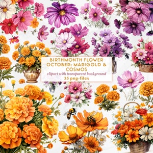 Fleurs du mois d'anniversaire : octobre | Fleurs souci et cosmos | Fleurs d'octobre Fleur de cosméa et fleur de souci | Clipart octobre fleur de naissance