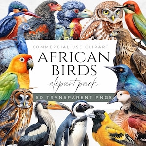 Clipart di uccelli africani Clipart di fauna selvatica africana Clipart di uccelli esotici Clipart di uccelli colorati Clipart di uccelli da safari Uccelli tropicali Clipart di acquerelli