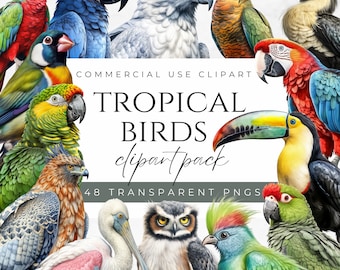Tropical Birds Clipart Exotic Birds Clipart Colorful Birds Clipart Bird Graphics Jungle Birds Clipart Tropical Birds PNG Toucan Clipart