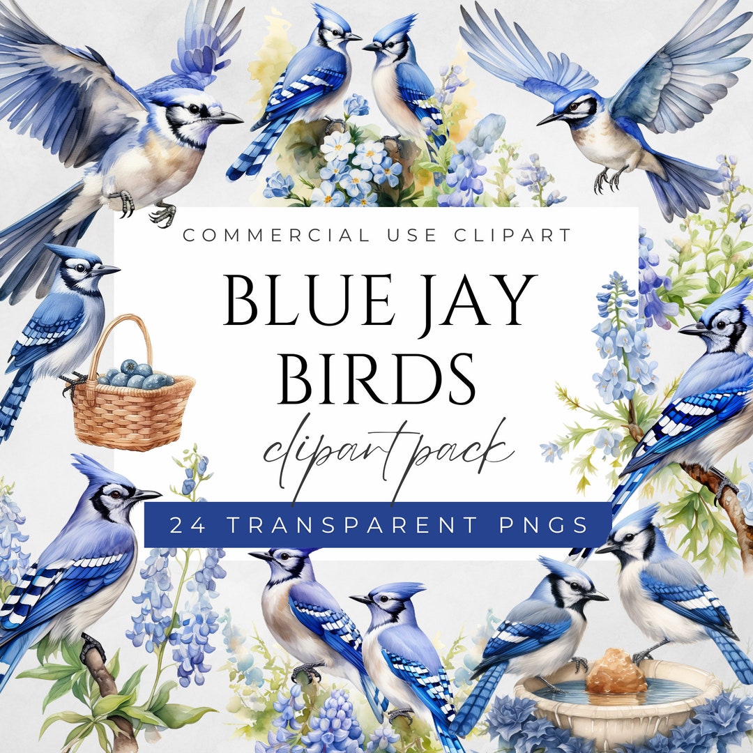 Blue Jay Birds Clipart PNG Blue Jay Bird Clipart Blue Jay PNG Texas