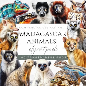 Clipart animaux de Madagascar faune de Madagascar oiseau de Madagascar animaux exotiques Clipart animaux de la jungle Clipart lémurien Clipart animaux tropicaux