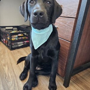 Blau kariertes mittelgroßes Hundehalstuch