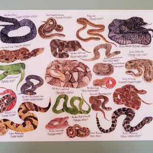 May include: A print showcasing detailed illustrations of diverse snake species, each labelled with its common and scientific name. The snakes are depicted in a variety of colours and patterns, including green, brown, black, and yellow, set against a white backdrop.