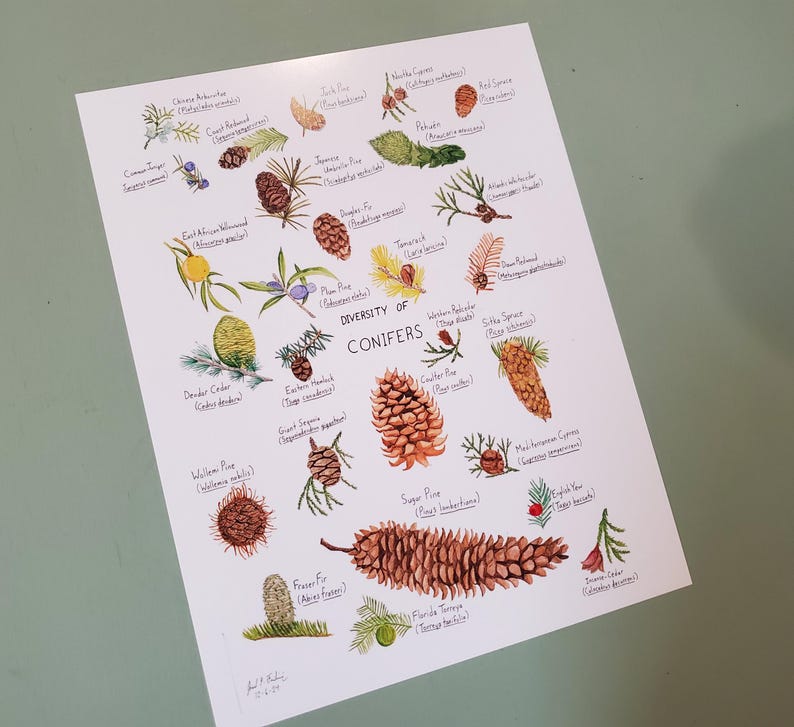Diversity of Conifers 8.5