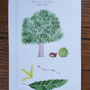 American Chestnut Tree Watercolor 5x7&quot; Print