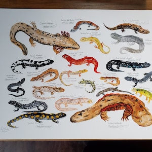Salamanders of Pennsylvania 8.5x11&quot; Watercolor Print