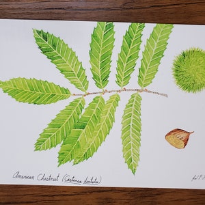 American Chestnut Watercolor 5x7&quot; Print