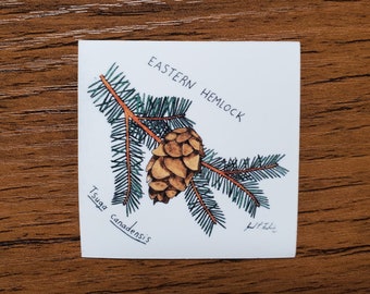 Eastern Hemlock 2x2" Vinyl Glossy Sticker