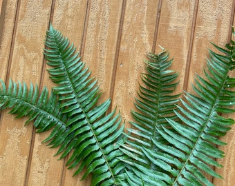 Handful of PNW Ferns