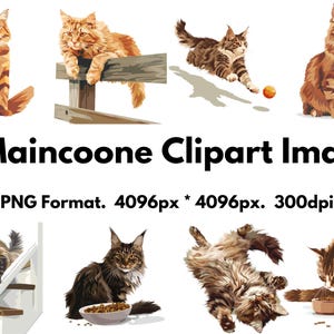 15 images clipart Chat Maincoone - Format PNG