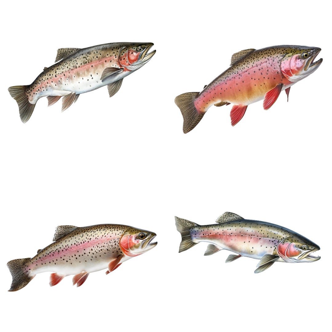 Rainbow Trout Clipart Pack, Commercial Use, Transparent Pngs, Lake Fish