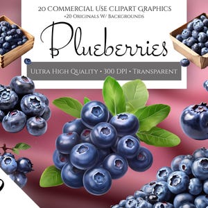 Blueberry Clipart, Commercial Use, Transparent PNG, Blueberries Art, Summer Fruit, Blueberry PNG, Instant Digital Download, Blueberries PNG