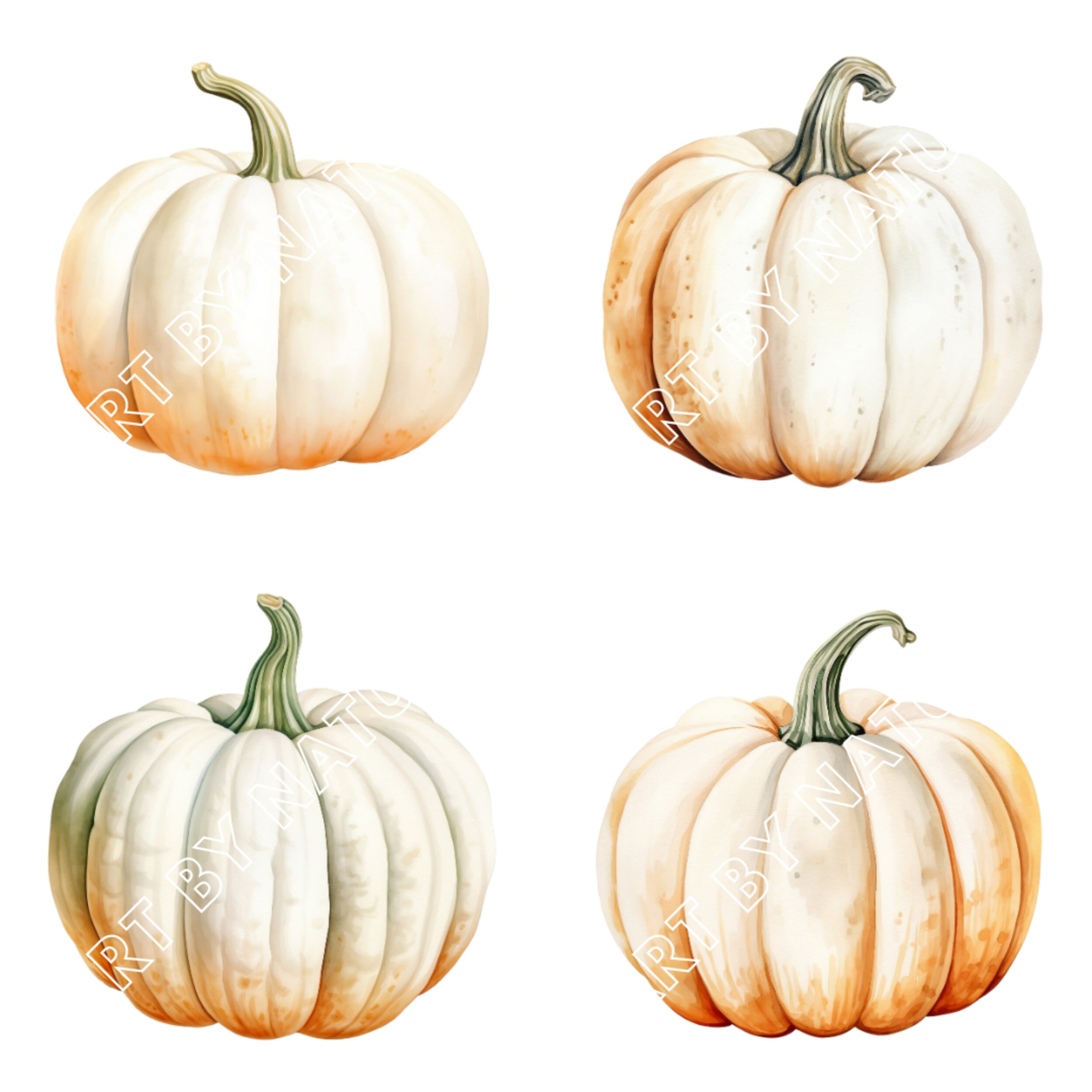 Watercolor White Pumpkin Clipart: Autumn PNG Graphics (digital Download ...